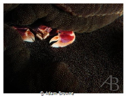 Fairly new to photography - diving the Komodo Islands fou... by Adam Browne 